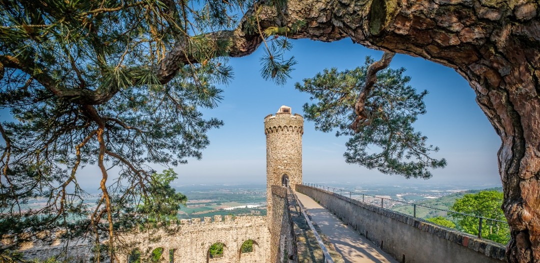 Schloss Auerbach Sagenkiefer und Blick auf den Nordturm